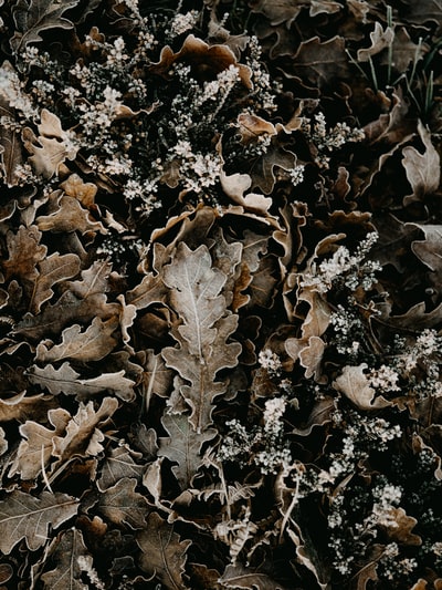 地上褐色的干树叶